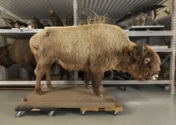 Muzej Denvera dobiva ogromni ukradeni bivol od 650 kilograma – 50 godina nakon što je nestao