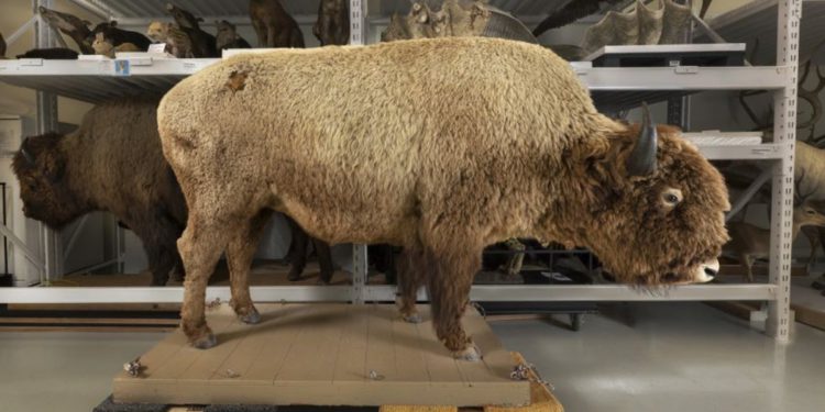 Muzej Denvera dobiva ogromni ukradeni bivol od 650 kilograma – 50 godina nakon što je nestao