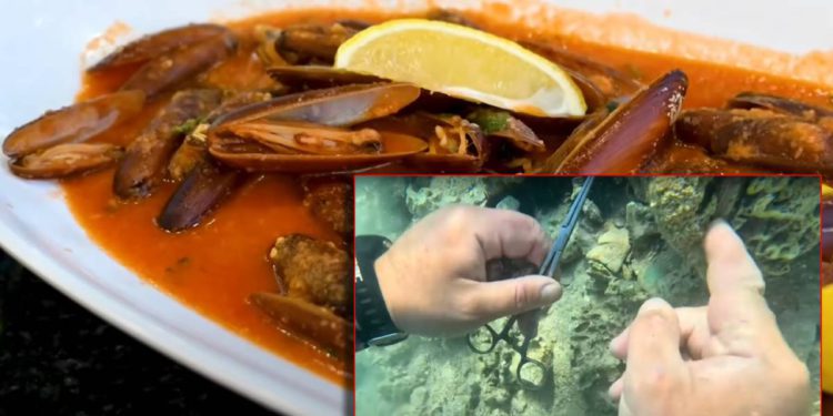 NEUMSKI ZAKON Međunarodni tim novinara zajedno s Morskim HR razotkrio nezasitan apetit za prstacima koji su i tamo jednako zabranjeni kao i u Hrvatskoj!