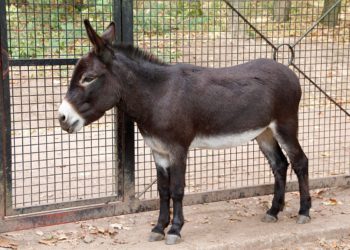 Na Dugom otoku možete kupiti