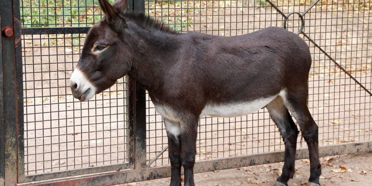 Na Dugom otoku možete kupiti