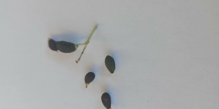 Na maslinama imate osušenih plodova? Naš stručnjak objašnjava zašto do toga dolazi i kako se riješiti problema koji zna namučiti maslinare