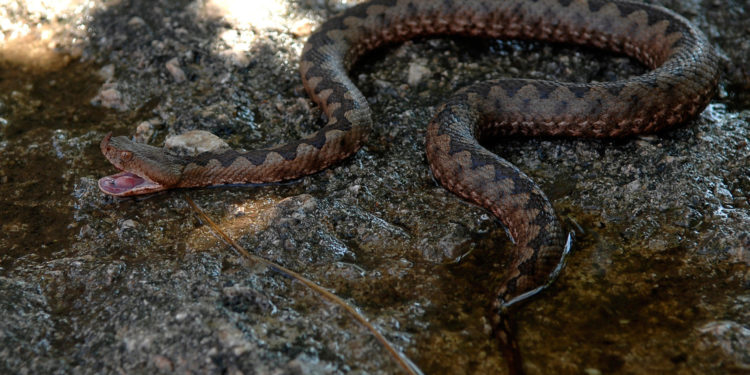 Najjači Hrvat zmijolovac otkriva gdje je ugriz poskoka najsmrotnosniji: ‘Jedno nikako ne radite’