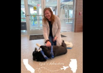 Nervozni Corgi koji je pobjegao tijekom Kalifornijske oluje pronašao je 2000 milja daleko … u blizini Chicaga!