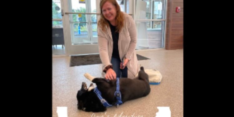 Nervozni Corgi koji je pobjegao tijekom Kalifornijske oluje pronašao je 2000 milja daleko … u blizini Chicaga!