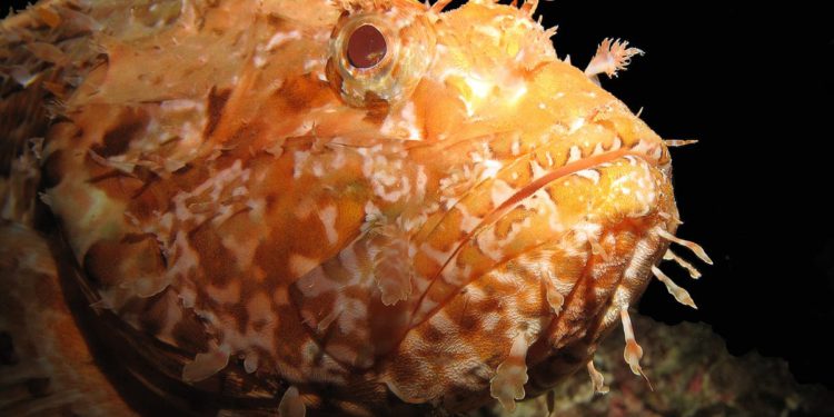 Nije kirnja navedena kao “najzdravija” riba, nego skroz druga vrsta! Hrvatski novinari krivo preveli i prepisali BBC-jevo istraživanje