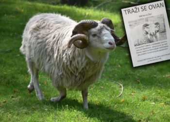 ODBJEGLI OVAN Pobjegao vlasniku u Gornjem Segetu: "Trebao je početi rasplođivati ovce, ali je nestao"