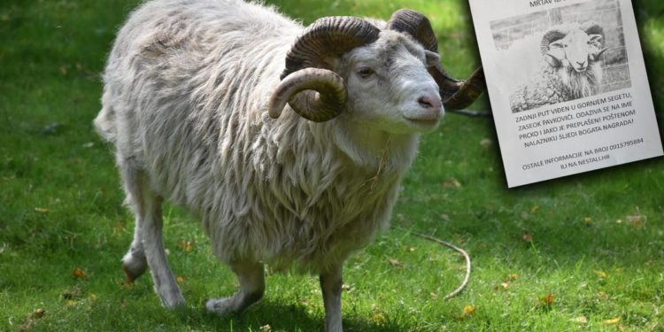 ODBJEGLI OVAN Pobjegao vlasniku u Gornjem Segetu: "Trebao je početi rasplođivati ovce, ali je nestao"