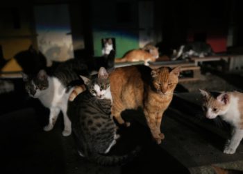 Otok mačaka ima problem s mačom. Promjena bi mogla biti na putu