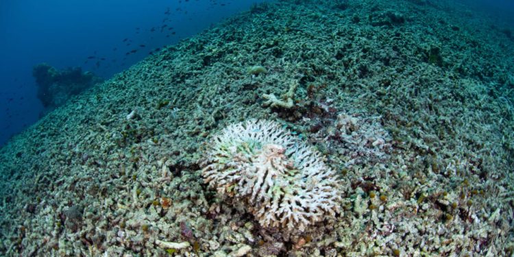 POSLJEDNJI POZDRAV KORALJNIM GREBENIMA Znanstvenici u posebnom upozorenju: “Planet je ušao u ‘novu stvarnost’