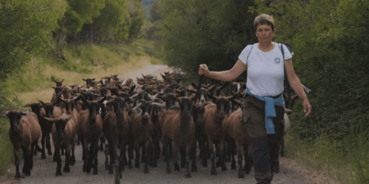 Pastirica s dalmatinskog otoka: “Ovo je poziv, a ne posao”