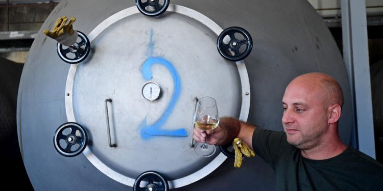 Pelješčani ga zovu ‘pečeno vino‘, poštom se šalje i u Australiju. Kako se proizvodi, koliko grožđa treba za jednu litru?