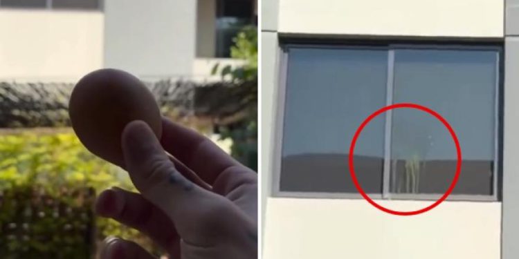 Podvala Thea Hernandeza: probudite Nuneza s jajetom… uz prozor