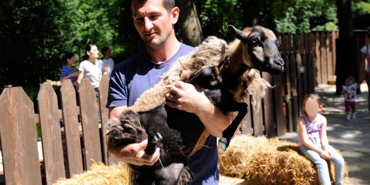 Policija dojurila u zagrebački Zoološki vrt: Umalo uhićena mini koza