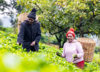 Poljoprivrednici čaja bore se za plaćanje liječničkih računa jer klimatska kriza utječe na veličine usjeva