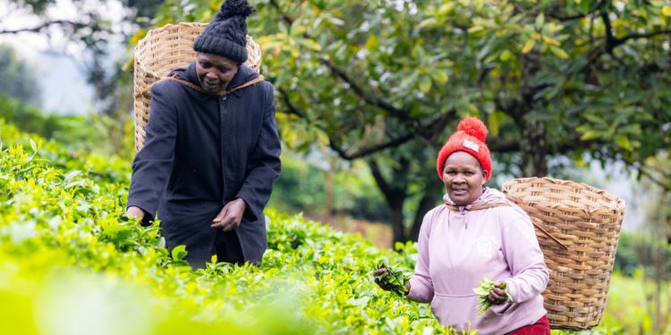 Poljoprivrednici čaja bore se za plaćanje liječničkih računa jer klimatska kriza utječe na veličine usjeva