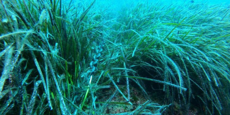 Posidonia oceanica, mediteranska super biljka krasi podmorje kod Lastova i Mljeta. Evo zbog čega je važna za ekosustav