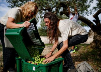 Postira domaćin 8. Svjetskog prvenstva u branju maslina