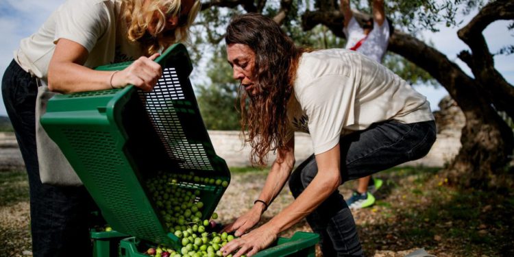 Postira domaćin 8. Svjetskog prvenstva u branju maslina