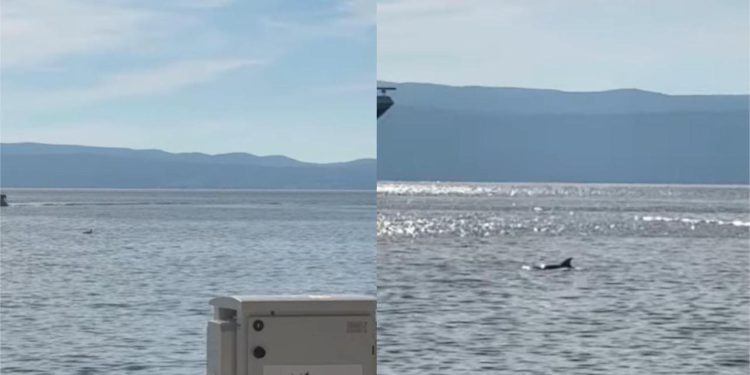 Prolaznici uživali u pogledu, a mnogi su posegnuli i za mobitelom: Pogledajte tko je danas posjetio splitsku luku