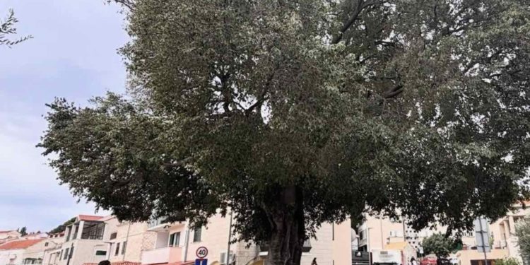 Rizik je, nažalost, prevelik: Nakon što je pala grana, sutra se uklanja poznati lapadski zeleni div