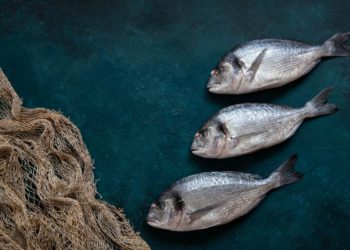 SEZONA ORADA Kod ribara kilogram od 8 eura, u ribarnicama i do 30!