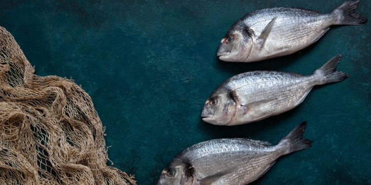 SEZONA ORADA Kod ribara kilogram od 8 eura, u ribarnicama i do 30!