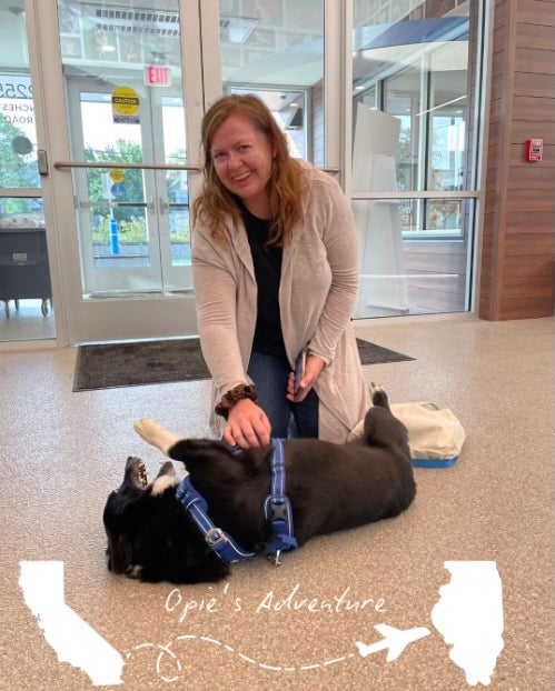 Opie, nervozni Corgi koji je pobjegao tijekom oluje u rodnom gradu u Sjevernoj Kaliforniji, pronađen je 2000 milja daleko u blizini Chicaga