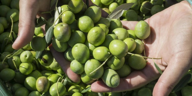 Šibenski – Rupljani počeli berbu maslina a postotci su iznenadili vlasnika uljare Denisa Ljubičića