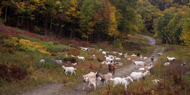 Skijališta se okreću kozama i ovcama kako bi očistile svoje nagibe
