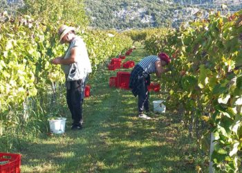 Slobodna Dalmacija – ‘Dođite i berite grožđe i mukte ga nosite doma’; kiša ih je ‘zakucala’ za pod, a iz srca Dalmacije sada pozivaju ostale