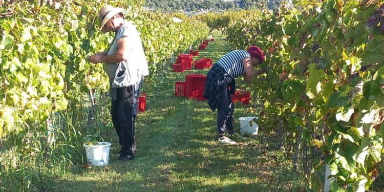 Slobodna Dalmacija – ‘Dođite i berite grožđe i mukte ga nosite doma’; kiša ih je ‘zakucala’ za pod, a iz srca Dalmacije sada pozivaju ostale