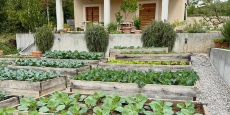 Slobodna Dalmacija – FOTO Je li ovo najljepši vrt u Zagori? Zelena oaza braće Šerić apsolutni hit na društvenim mrežama: ‘Kako frezu utrat?’