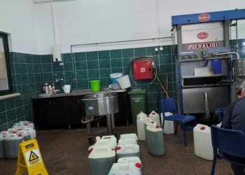 Slobodna Dalmacija – Kako to? Na Braču će urod maslina u odnosu na lani biti prepolovljen, ali bit će više ulja, i to vrhunskoga! Ovo je caka