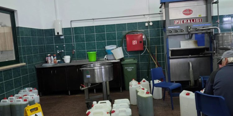 Slobodna Dalmacija – Kako to? Na Braču će urod maslina u odnosu na lani biti prepolovljen, ali bit će više ulja, i to vrhunskoga! Ovo je caka