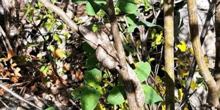 Slobodna Dalmacija – Lovci iz Zagvozda nakon dramatičnog susreta s poskocima: ‘Bili su puni otrova i spremni za napad! Moramo stati…’