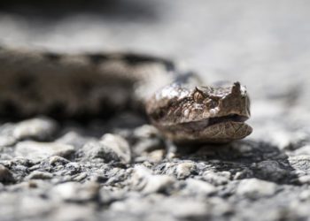 Slobodna Dalmacija – Lovci u Dalmaciji imali jeziv susret! Oprez, naiđete li na poskoka, ovo nipošto ne radite! A morate i ovo znati…
