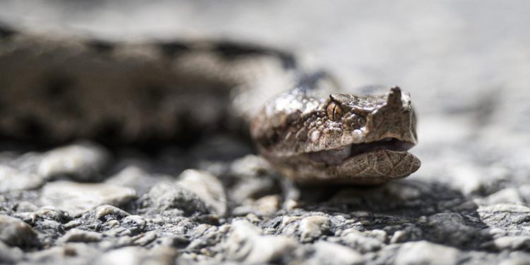 Slobodna Dalmacija – Lovci u Dalmaciji imali jeziv susret! Oprez, naiđete li na poskoka, ovo nipošto ne radite! A morate i ovo znati…