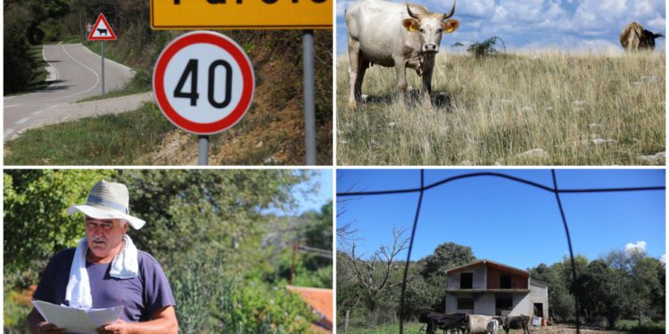 Slobodna Dalmacija – Ogorčeni OPG-ovac: Žižine krave bez nadzora čine štetu, ugibaju od bedrenice, a on kaže