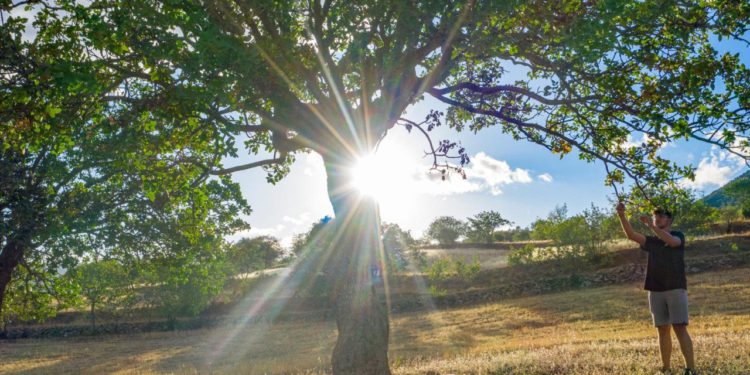 Slobodna Dalmacija – Ovo je prva ovakva plantaža zasađena u Dalmaciji! Plodove obožavamo i skupo plaćamo, evo kad će roditi 12 tisuća stabala