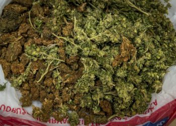 Slobodna Dalmacija – Pali uzgajivači u Splitu i okolici, policija ‘ubrala’ 206 stabljika marihuane, ali to nije sve