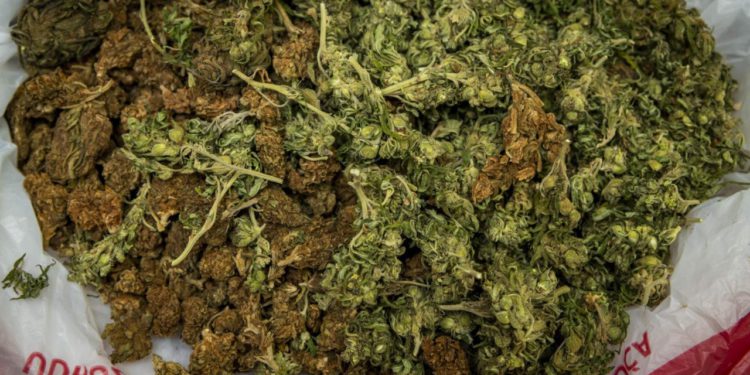 Slobodna Dalmacija – Pali uzgajivači u Splitu i okolici, policija ‘ubrala’ 206 stabljika marihuane, ali to nije sve