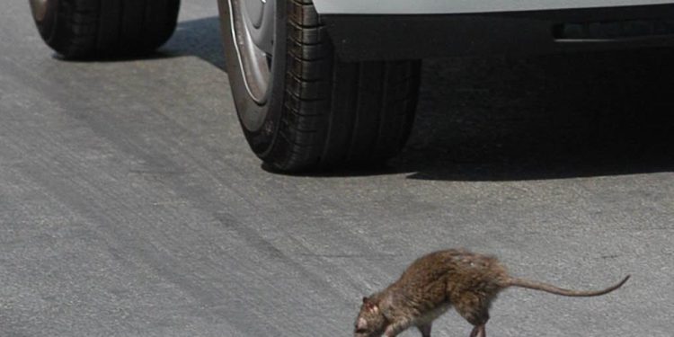 Slobodna Dalmacija – Prostorije Hitne pomoći pod najezdom glodavaca; šetaju po zgradi, glođu kabele… Kreće kompletna renovacija ispostave