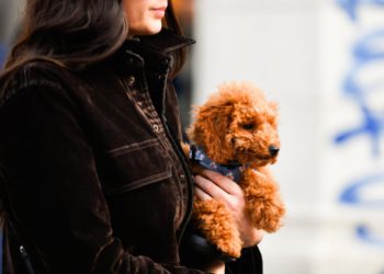 Slobodna Dalmacija – Svi su poludjeli za ovim proizvodima za kućne ljubimce: nema tko ih ne hvali, nestaju s polica brzinom munje pa požurite