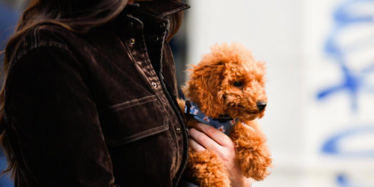 Slobodna Dalmacija – Svi su poludjeli za ovim proizvodima za kućne ljubimce: nema tko ih ne hvali, nestaju s polica brzinom munje pa požurite