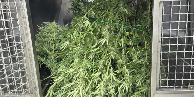 Slobodna Dalmacija – Tko se krije iza tajanstvenog vrta u dalmatinskom gradu? Policija otkrila pravi zeleni arsenal!