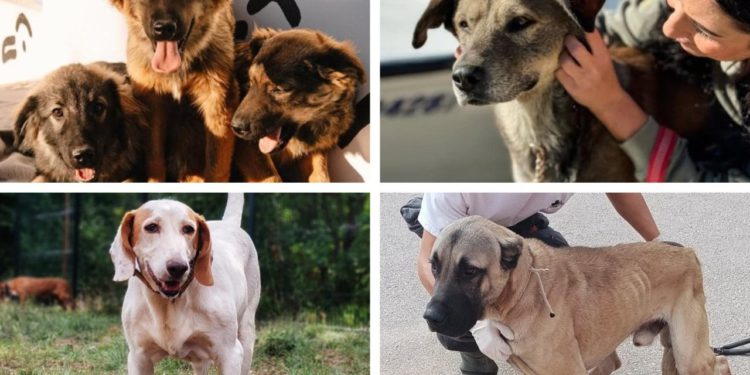 Slobodna Dalmacija – Tri sestre iz Siverića spašene s ulice, Neo još čeka svoje ljude, a Cognac traži dom pun ljubavi. Ide zima, a oni čekaju