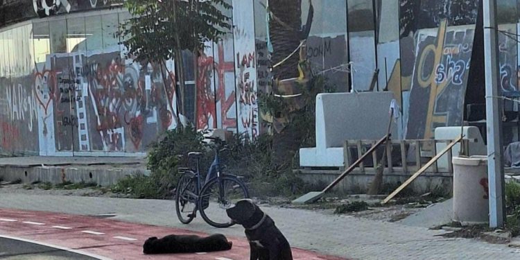 Slobodna Dalmacija – U Žnjan ulupali milijune, a na startu šetnice