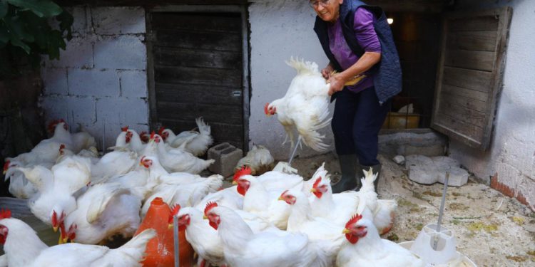 Slobodna Dalmacija – Ušli smo u selo kraj Slivna za koje nitko ne zna! Ni interneta ni telefona, cesta urušena: ‘Kad zagrmi, ubit će nas!’