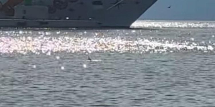 Slobodna Dalmacija – VIDEO Neočekivani gost jutros je zadivio prolaznike na Zapadnoj obali. Znao je da je glavna atrakcija, pogledajte